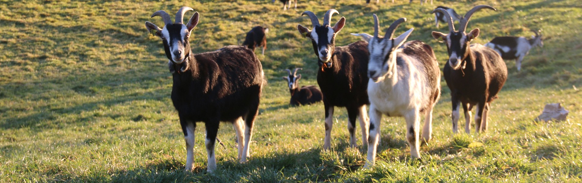 Association De La Chevre Des Savoie